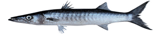 Baracuda fish